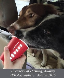 dogsStarbucksTreat